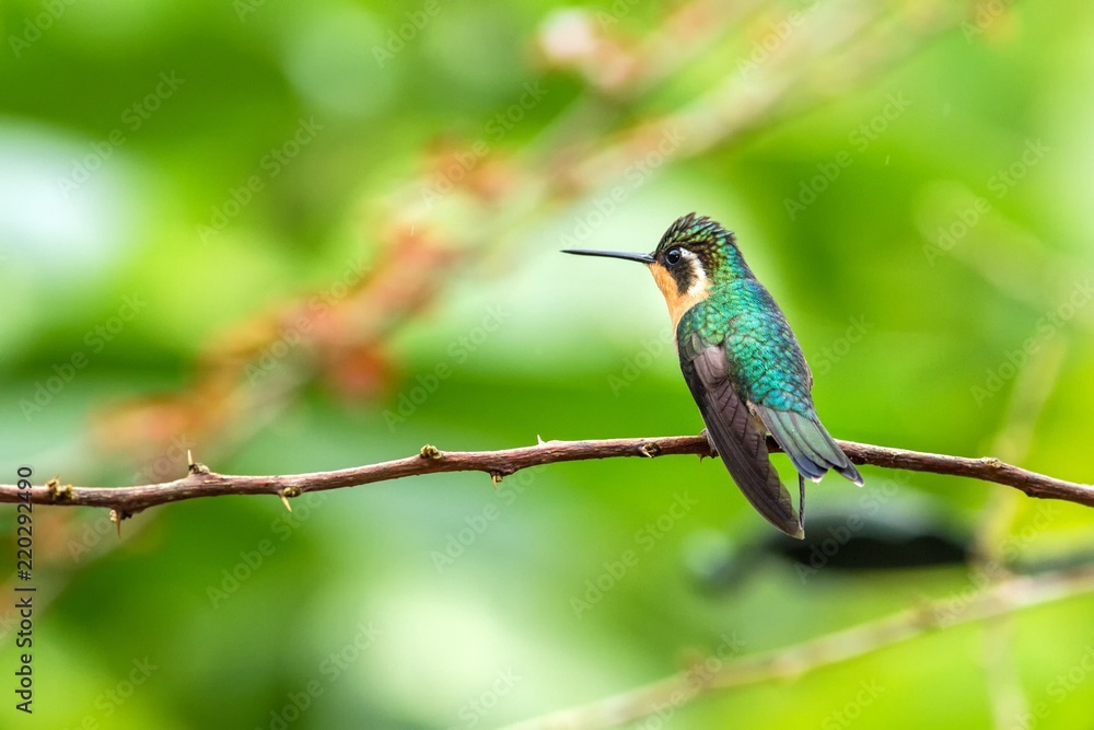 Fototapeta premium Purple-throated Mountaingem Lampornis calolaemus sitting on flower, bird from mountain tropical forest, Waterfalls garden, Costa Rica, bird perching on flower, enough space in background, tiny bird