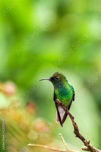 Coppery-headed Emerald sitting on branch, bird from mountain tropical forest, Costa Rica, bird perching on branch, tiny beautiful hummingbird in natural enrironment 