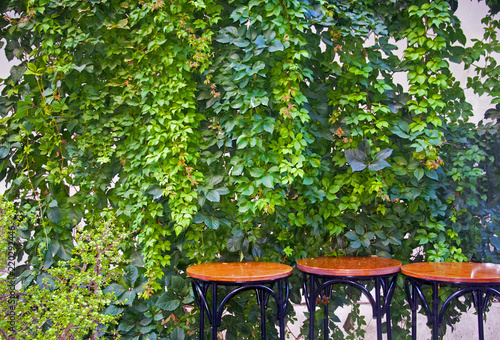 Three round wooden tables with ivy background