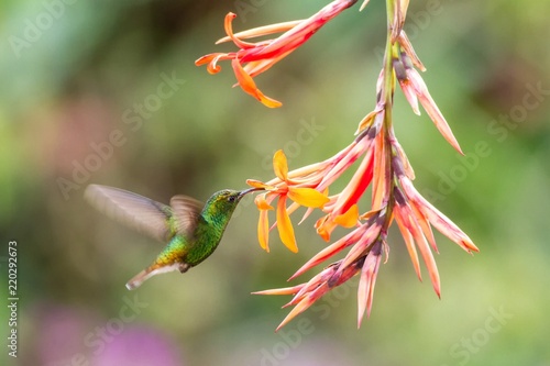 Coppery-headed Emerald, Elvira cupreiceps, hovering next to orange flower, bird from mountain tropical forest, Waterfall Gardens La Paz, Costa Rica, beautiful hummingbird sucking nectar from blossom photo