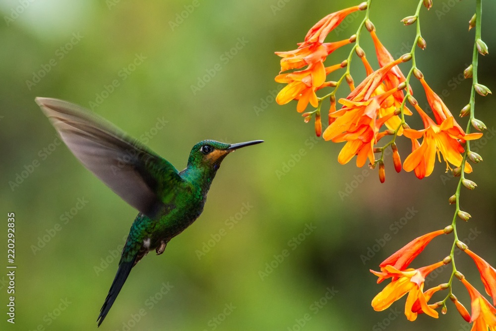 Fototapeta premium Green-crowned Brilliant, Heliodoxa jacula, unosząca się obok pomarańczowego kwiatu, ptak z górskiego tropikalnego lasu, Waterfall Gardens La Paz, Kostaryka, piękny koliber wysysający nektar z kwiatów