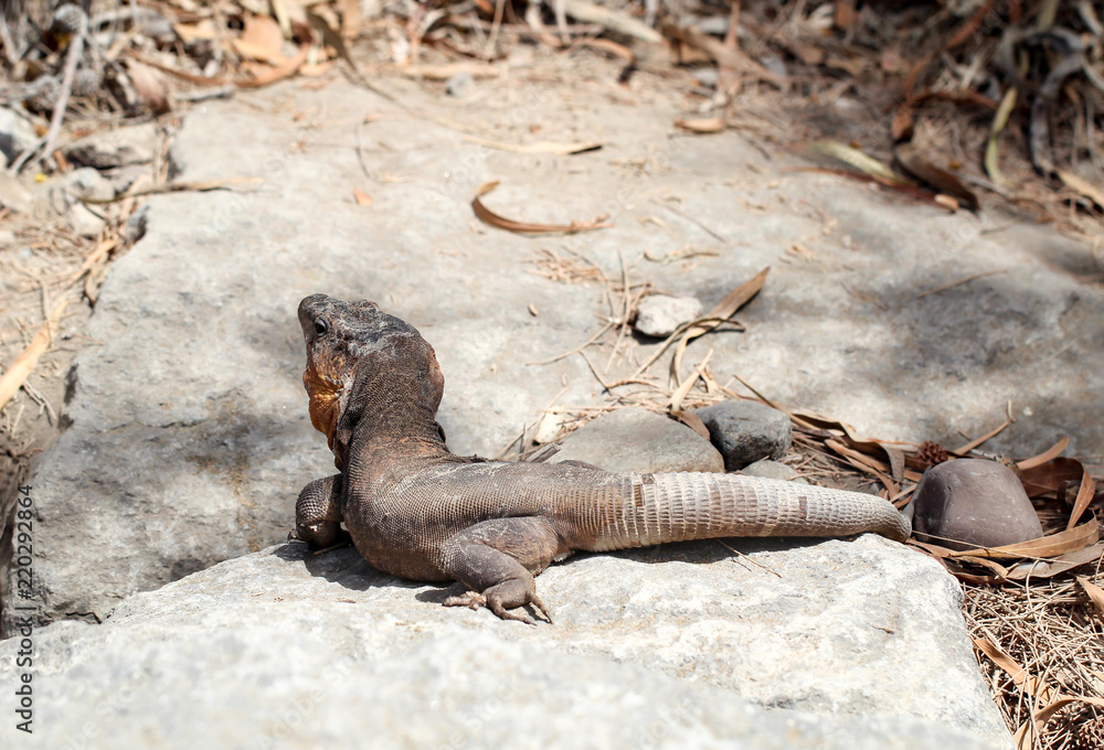 Gran-Canaria-Rieseneidechse, Kanareneidechse, Gekko Gran-Canaria-Rieseneidechse, Kanareneidechse, Gekko