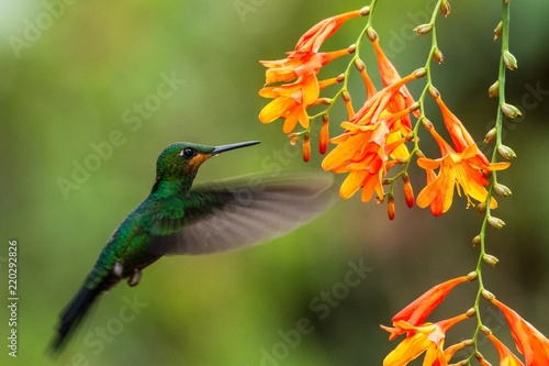 Green-crowned Brilliant, Heliodoxa jacula, hovering next to orange flower, bird from mountain tropical forest, Waterfall Gardens La Paz, Costa Rica, beautiful hummingbird sucking nectar from blossom