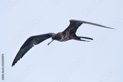 Fregattvogel auf Curacao 
