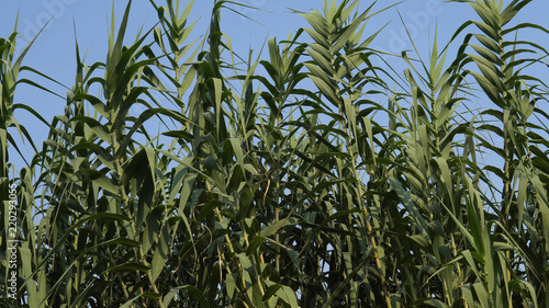 A sugar cane crop in field ready for harvest