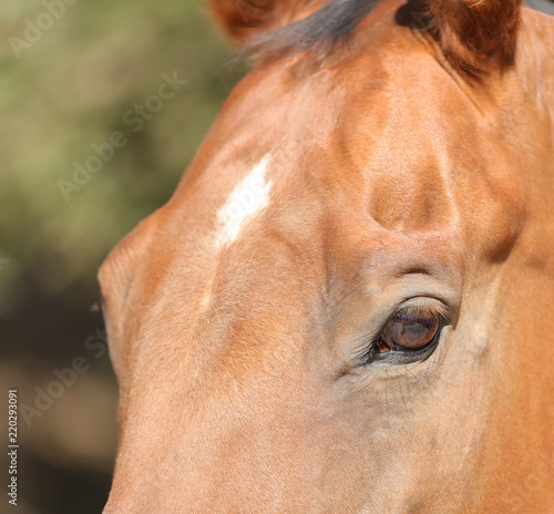Fototapeta Naklejka Na Ścianę i Meble -  A close up view of the face of a horse with a white star on his forehead.  The color of the horse is bay with copper.