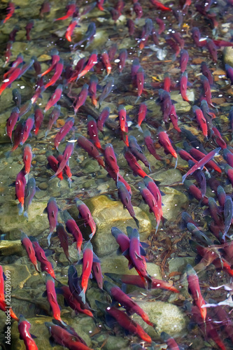 Photos Kokanee salmon spawning in river
