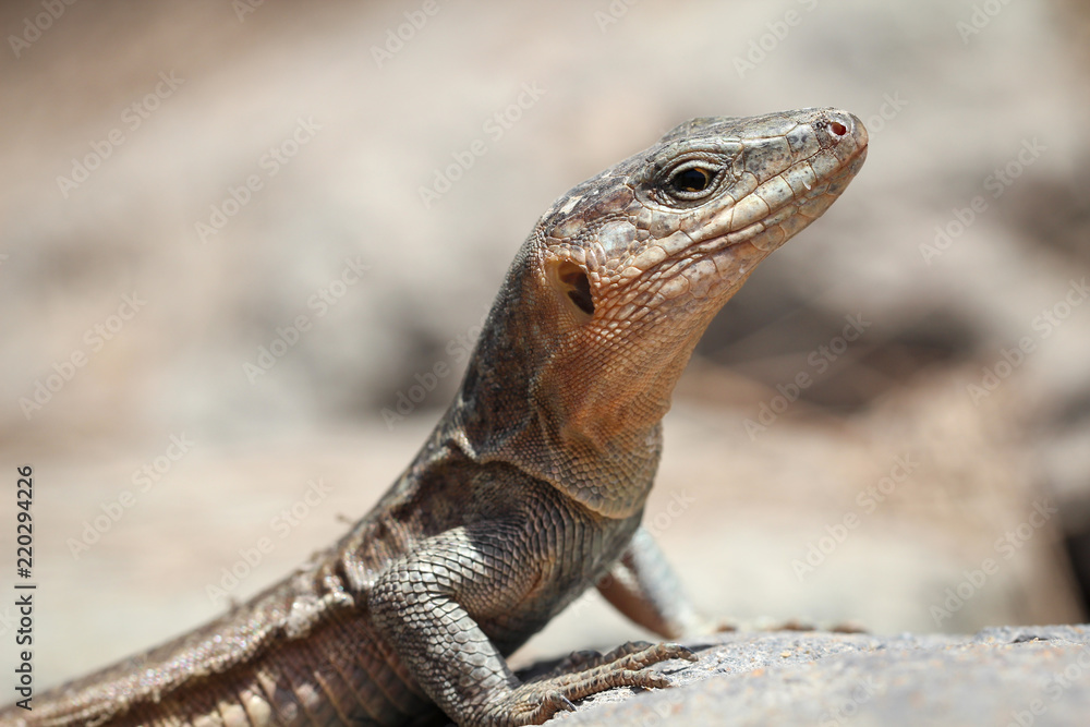 Gran-Canaria-Rieseneidechse, Kanareneidechse, Gekko Gran-Canaria-Rieseneidechse, Kanareneidechse, Gekko