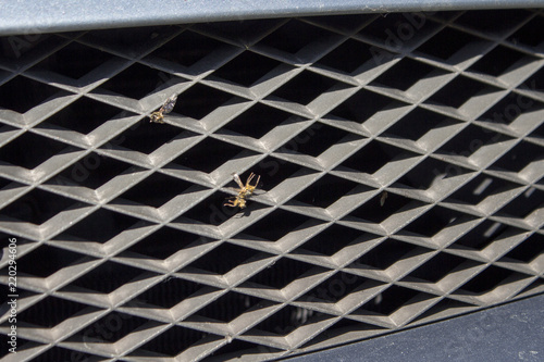 Martwe owady wbite w kratkę osłony chłodnicy samochodu. Przód samochodu osobowego z martwymi owadami rozgniecionymi
