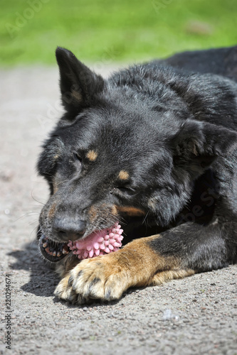 large black dog pooch old with toy ball photo