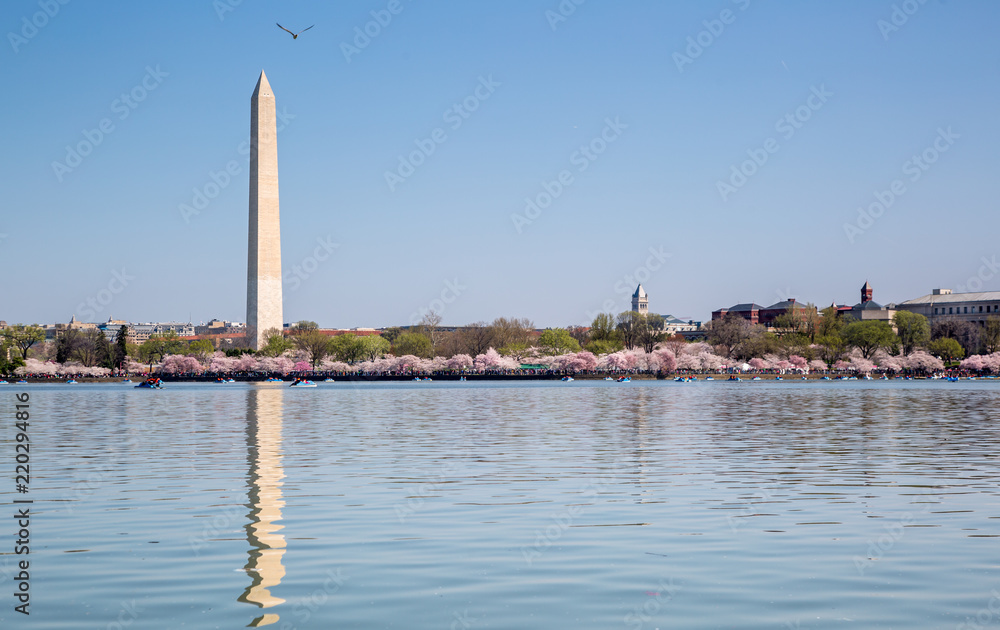 Obraz premium Washington DC Monuments Cherry Blossoms