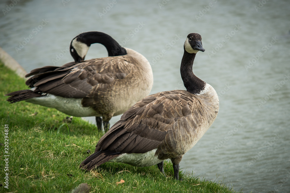 Fototapeta premium geese