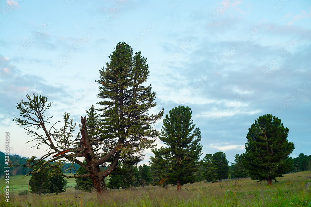 Fototapeta premium Old giant cedar in forest on hill in mountain terrain. Wounded tree. Beautiful coniferous trees under blue cloudy dawn sky in overcast weather. Gloomy atmospheric landscape.