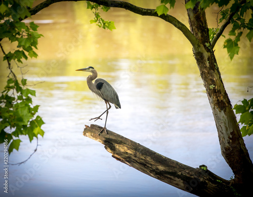 Blue Heron Potomac River