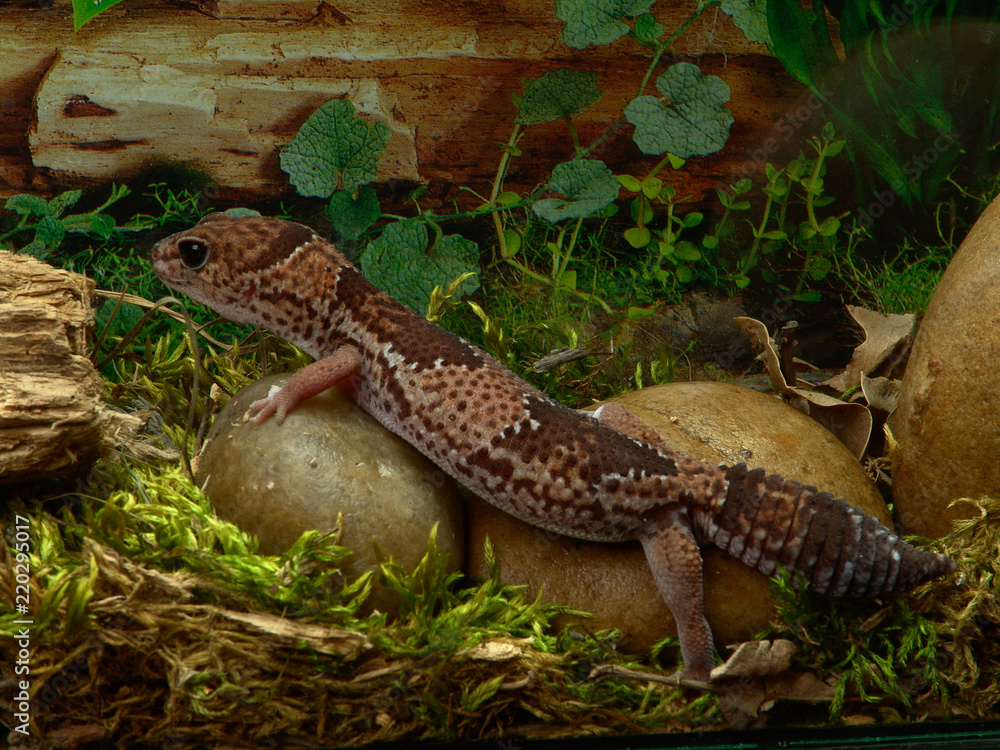 Fototapeta premium African thick-tailed gecko