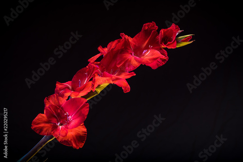 Tela Gladiolas, red on dark background, single spray (c)Bob Bingham