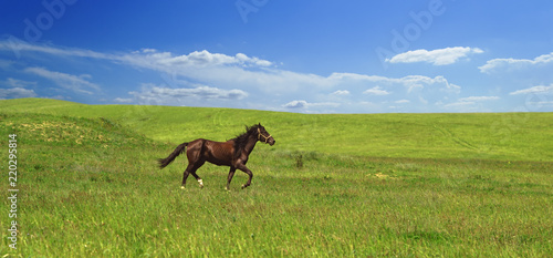 horse of cinnamon color runs freely at a gallop at the will of bright juicy hills with green grass