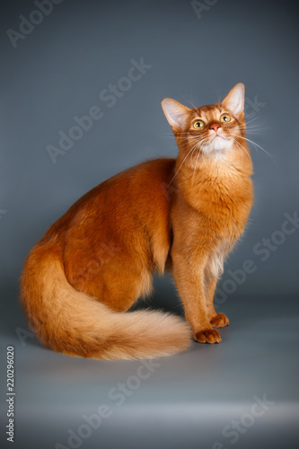 Somali cat on colored backgrounds photo