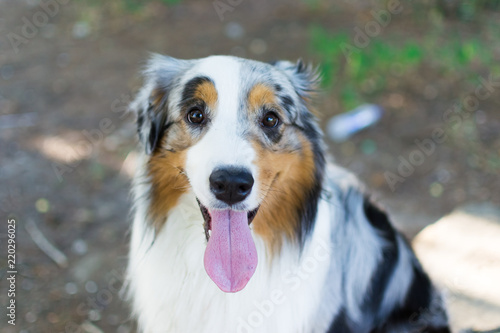 the Australian shepherd has a rest in nature. posing at the camera © Yulia