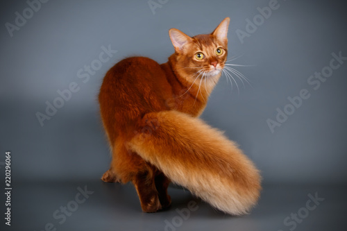 Somali cat on colored backgrounds