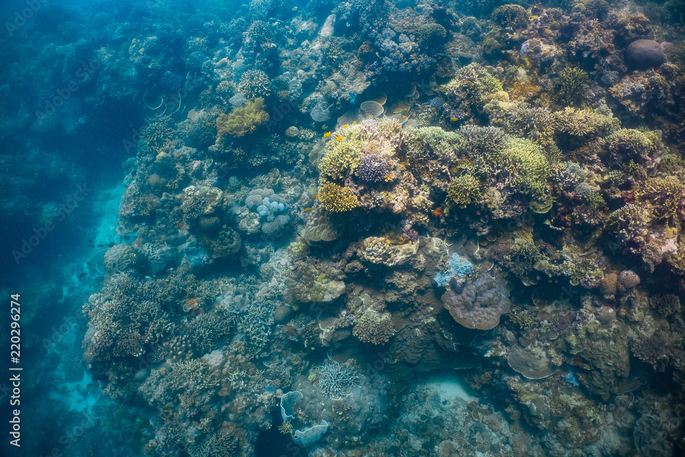 Fototapeta premium Healthy corals and reef fish in a thriving coral reef