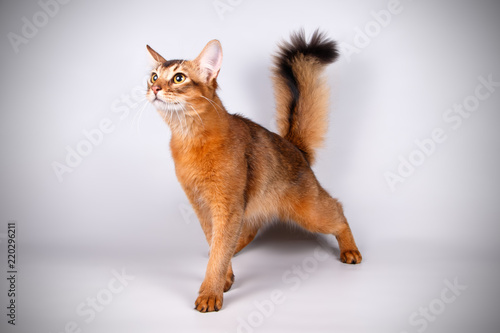 Photography Somali cat on colored backgrounds