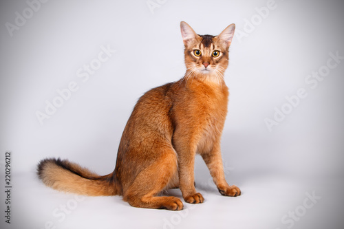 Bild auf Leinwand Somali cat on colored backgrounds