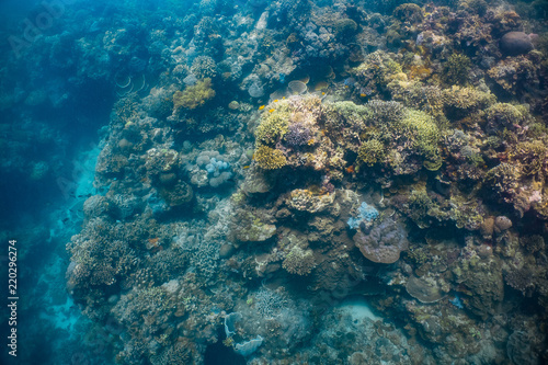 Fototapeta Naklejka Na Ścianę i Meble -  Healthy corals and reef fish in a thriving coral reef