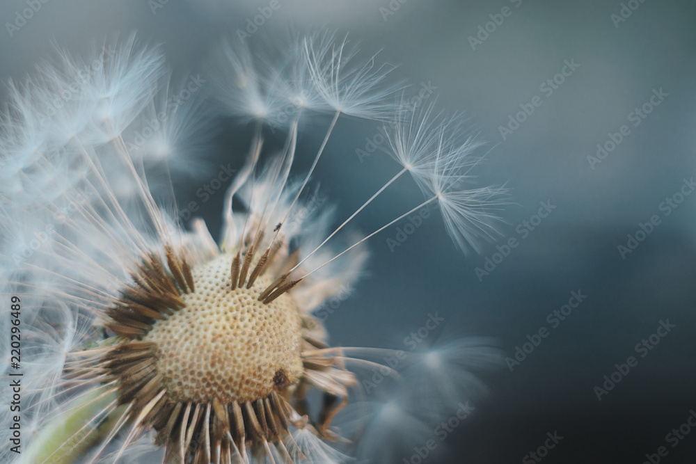Fototapeta premium dandelion