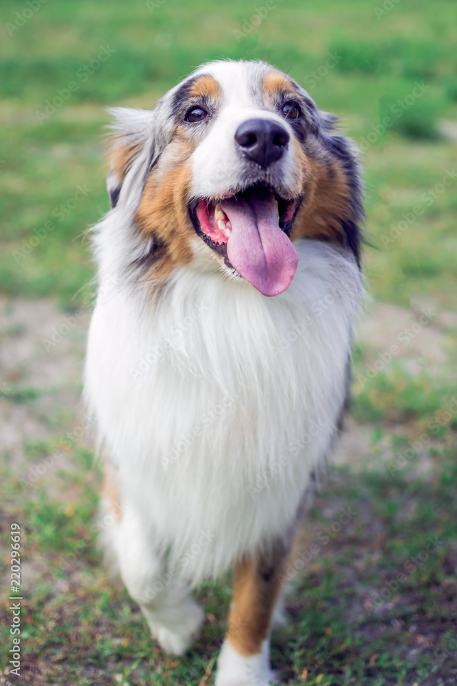 the Australian shepherd has a rest in nature. posing at the camera