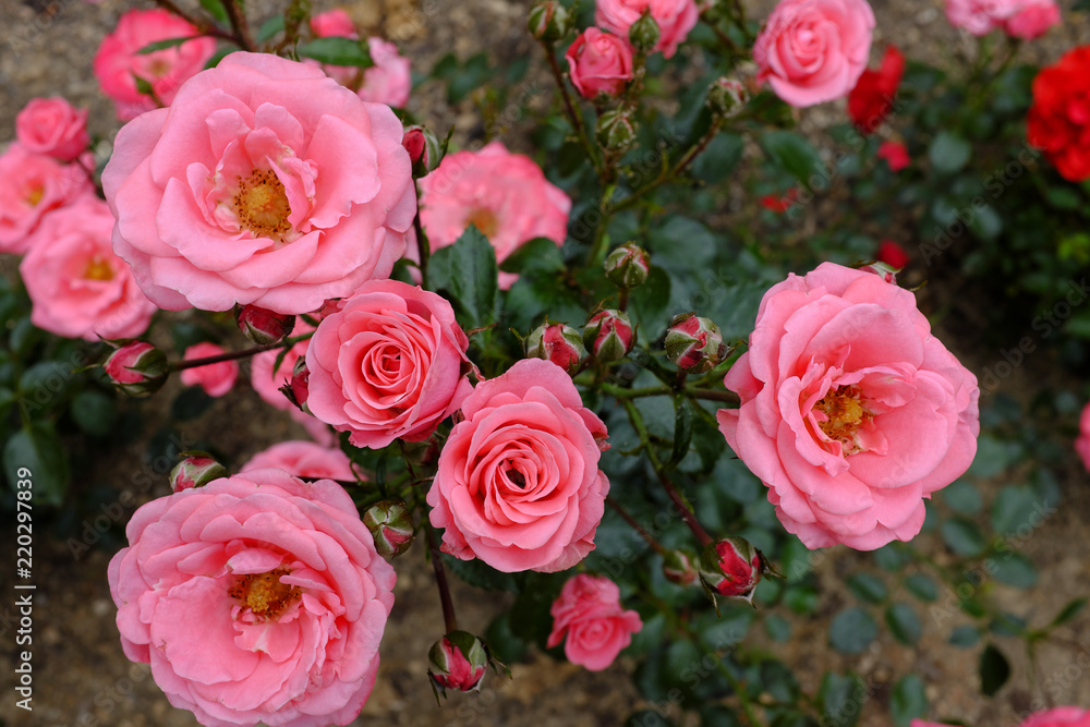 Bella Rosa Bella Rosa