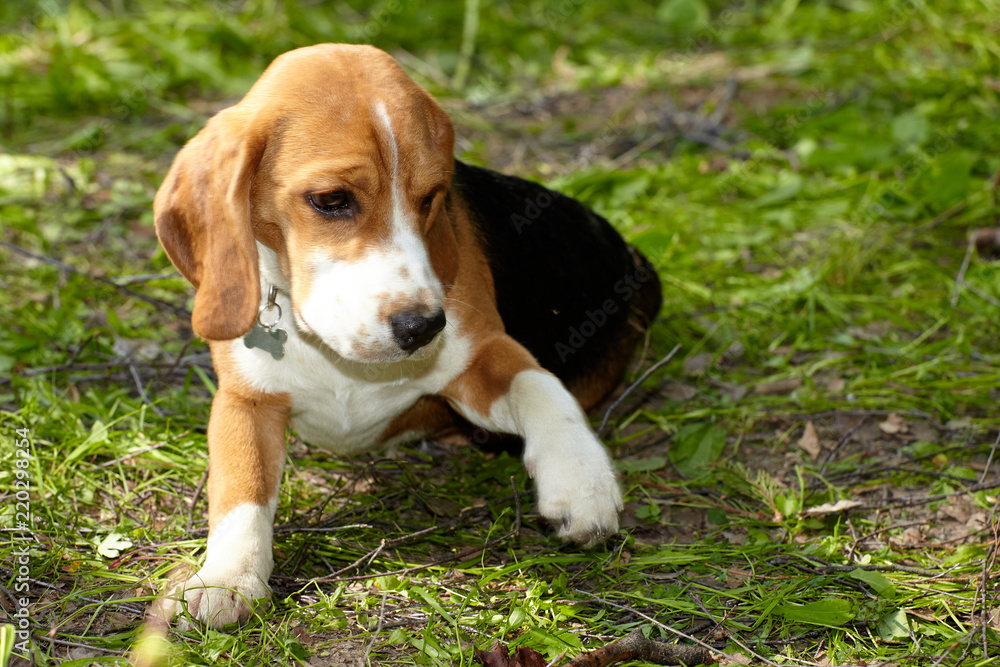 Beagle puppy playing on green grass