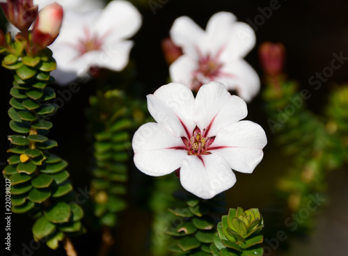Adenandra villosa (China Flower) (China Flower) photo