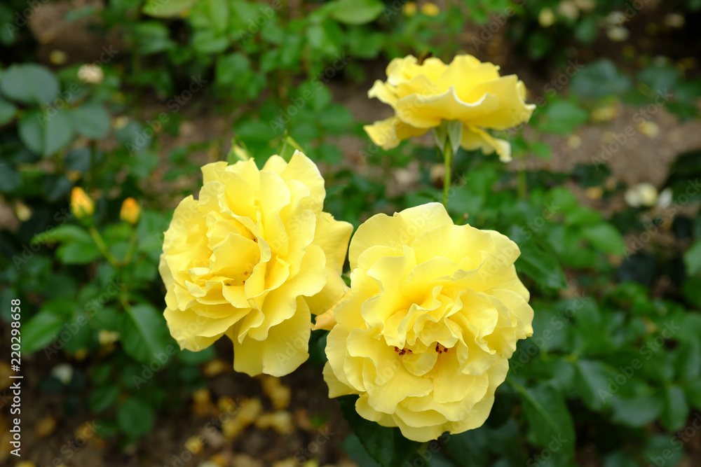 Friesia Friesia