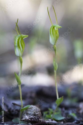 Dwarf Greenhood (Pterostylis nana). An Australian native orchid.