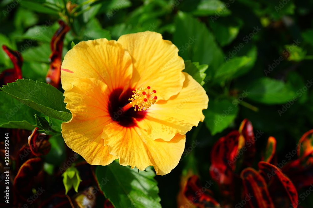 Orange, yellow and red hibiscus flower in bloom Orange, yellow and red hibiscus flower in bloom