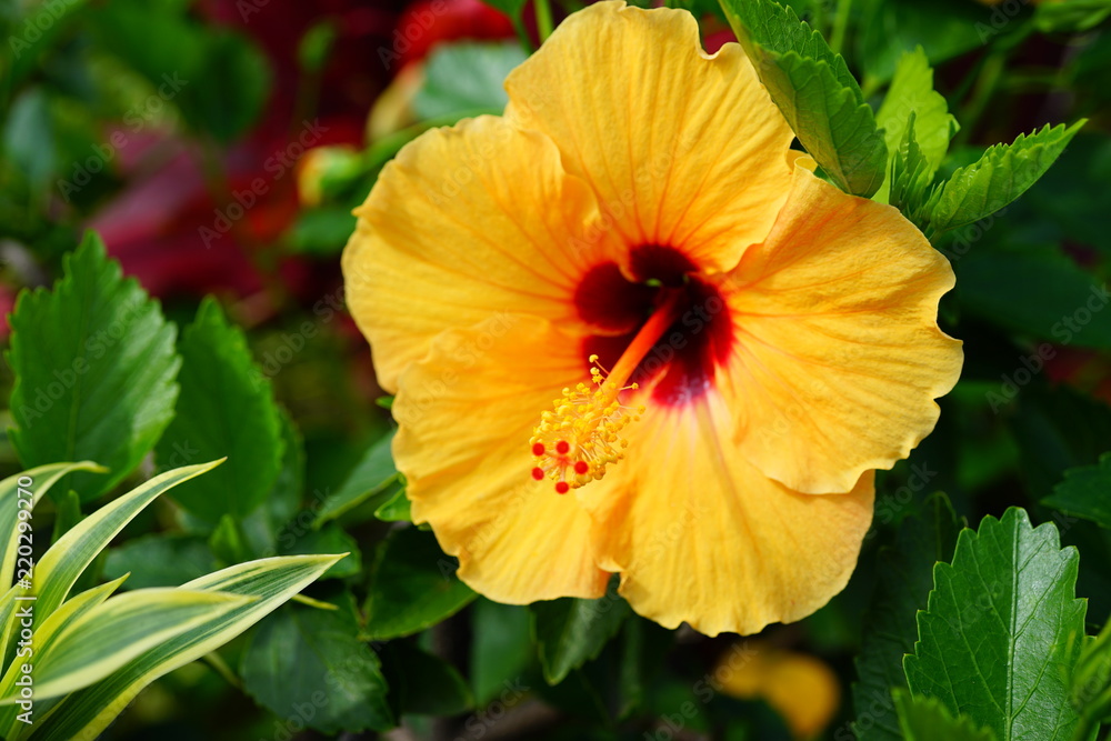 Orange, yellow and red hibiscus flower in bloom Orange, yellow and red hibiscus flower in bloom