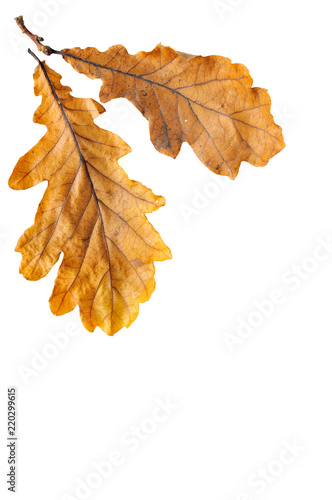 Oak leaves in autumn colors isolated on white background.