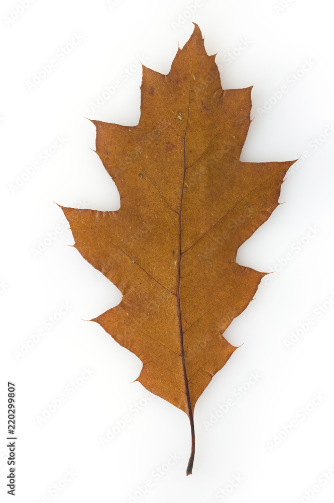 Fototapeta premium Northern red oak (Quercus rubra) leaf on white background.