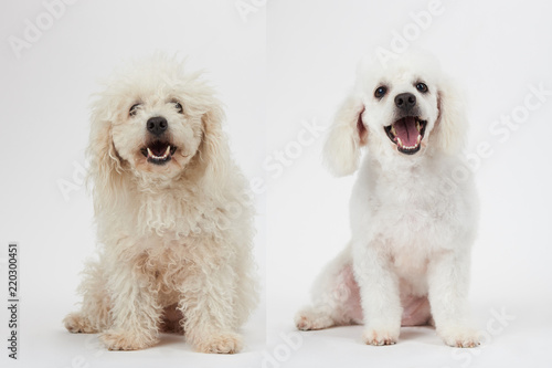 Dog grooming theme before and after