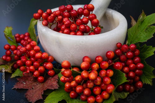 Gewöhnliche Schneeball - Viburnum opulus photo