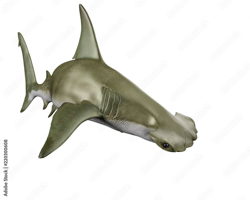 shark hammerhead - obrazy, fototapety, plakaty 