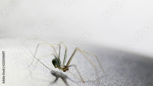 Obraz na płótnie Araña