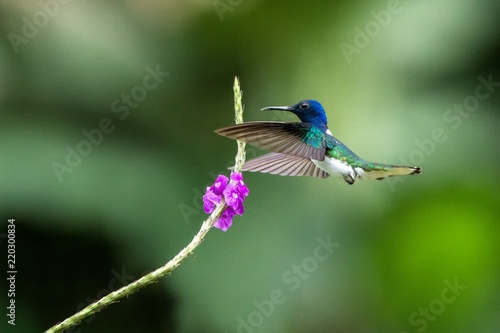White-necked jocobin hovering next to violet flower, bird in flight, tropical forest, Brazil, natural habitat, beautiful hummingbird sucking nectar, colorful background, clear background, wildlife 