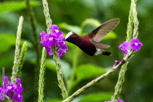 Snowcap, flying next to violet flower, bird from mountain tropical forest, Costa Rica, natural habitat, beautiful small endemic hummingbird, scene from nature, flying gem, unique bird with white head photo