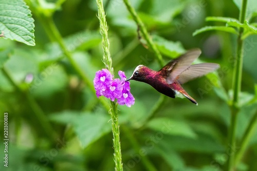 Snowcap  flying next to violet flower  bird from mountain tropical forest  Costa Rica  natural habitat  beautiful small endemic hummingbird  scene from nature  flying gem  unique bird with white head