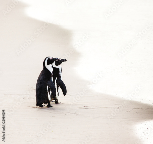 Two African penguins on a sandy beach. Simon s Town. Boulders Beach. South Africa.