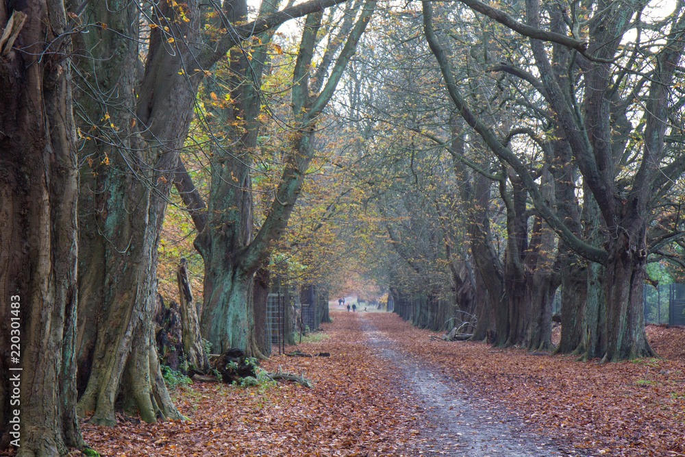 Obraz premium Autumn in a forest