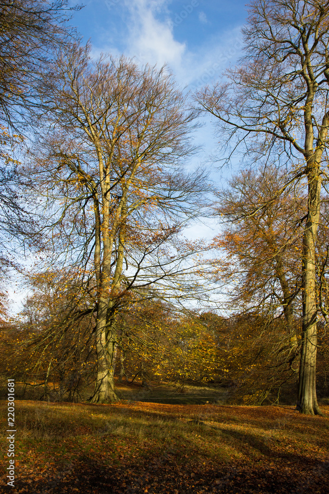 Fototapeta premium Autumn in a forest