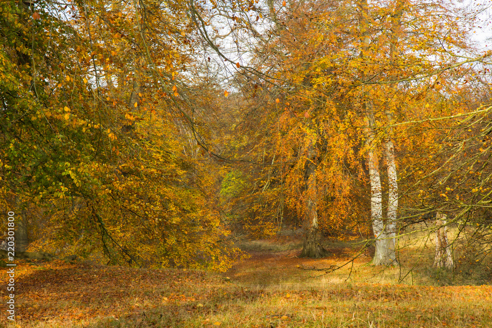 Autumn in a forest north of Copenhagen, Denmark Autumn in a forest north of Copenhagen, Denmark